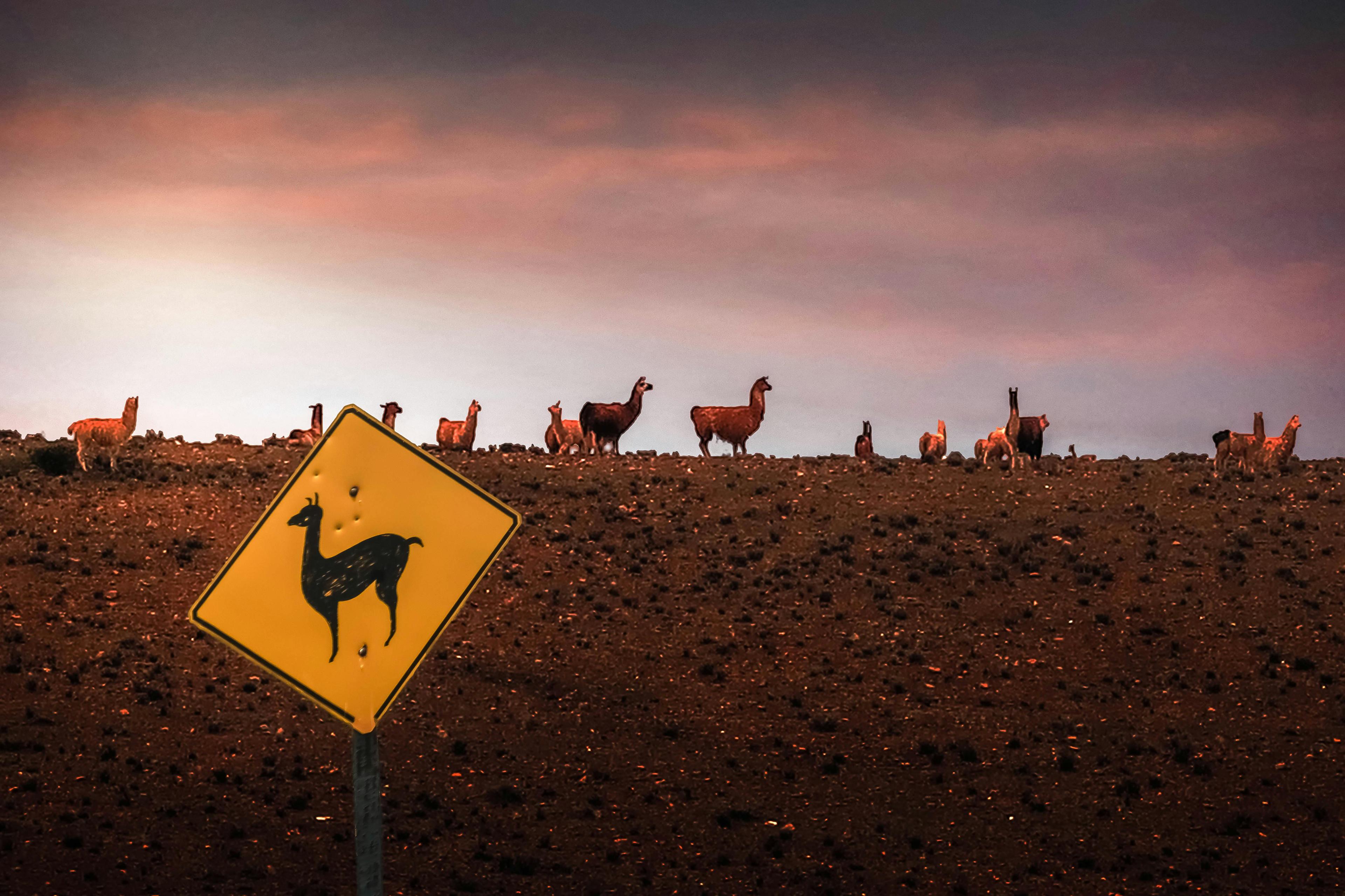 Does Pangram detect Meta's Llama 4?